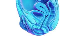대음순 구조와 위축 현상을 보여주는 의학적 3D 일러스트